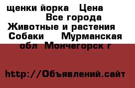 щенки йорка › Цена ­ 15 000 - Все города Животные и растения » Собаки   . Мурманская обл.,Мончегорск г.